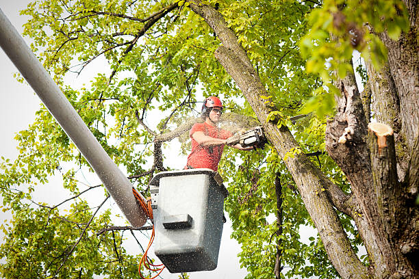 Waldwick, NJ Tree Care Services Company